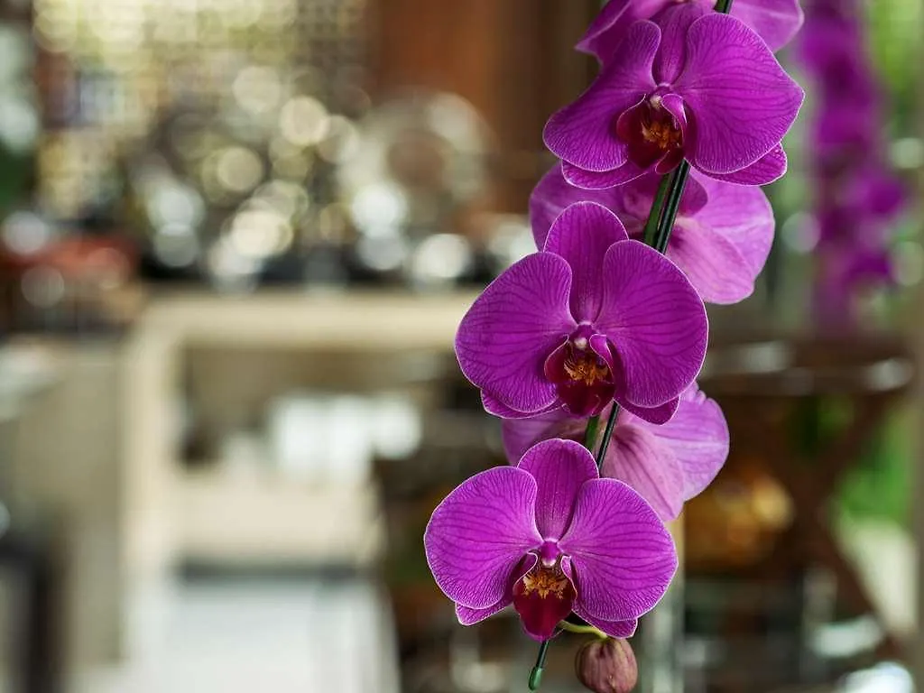 Hotel Orchard Hills Residences Singapore Mgallery Singapore